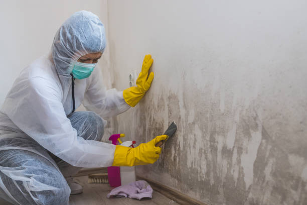 Mold Removal Process in Hopwood, PA