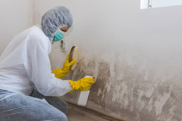 Best Attic Mold Removal  in Hopwood, PA
