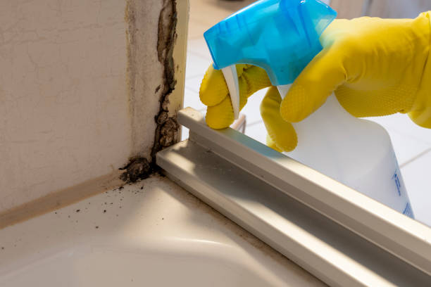 Best Residential Mold Removal  in Hopwood, PA