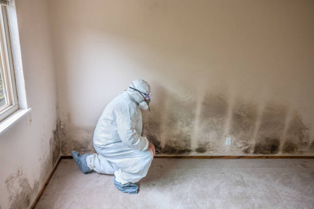 Attic Mold Removal in Hopwood, PA