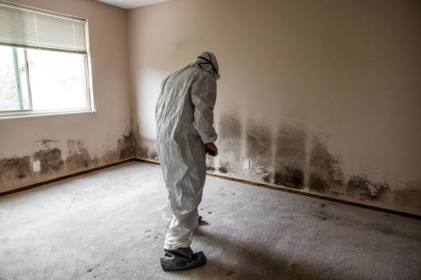 Best Office Mold Removal Services  in Hopwood, PA