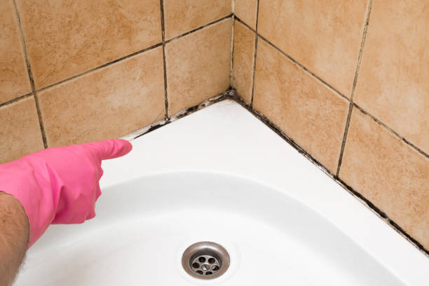 Best Mold Remediation  in Hopwood, PA